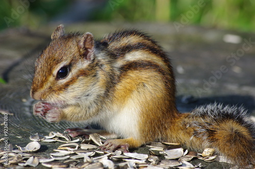リス / chipmunk