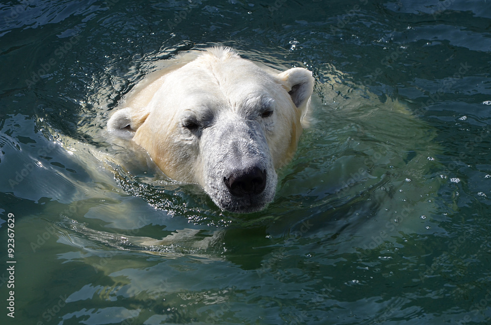 Fototapeta premium Белый медведь купается.
