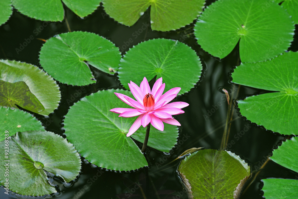 Pink lotus with space on green lotus leaves Pink lotus with space on green lotus leaves
