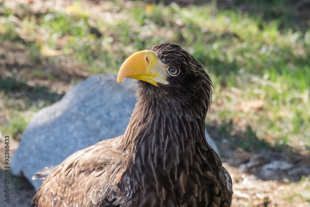 closeup of the head of a white-tailed eagle, Haliaeetus albicilla
closeup of the head of a white-tailed eagle, Haliaeetus albicilla