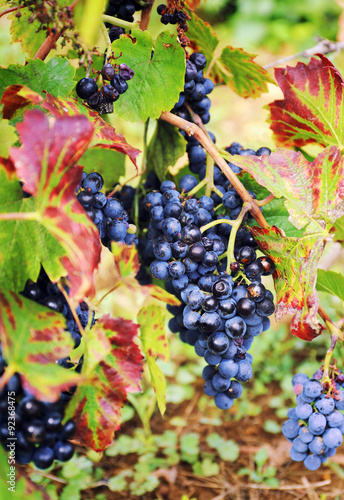 Gamay Wine Grape