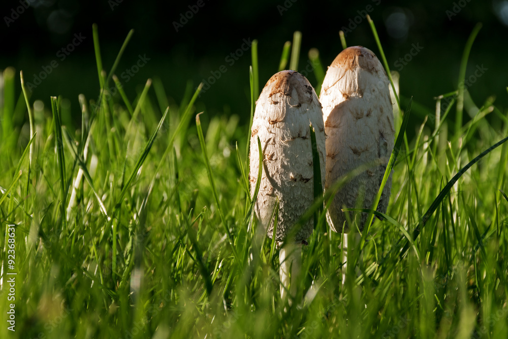 Obraz premium two young shaggy ink caps (Coprinus comatus) in the sunny grass