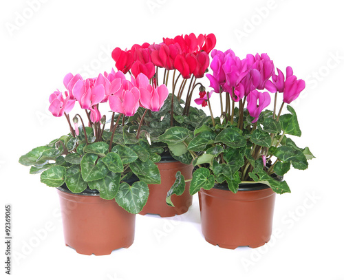 Fototapeta Naklejka Na Ścianę i Meble -  Cyclamens en pot