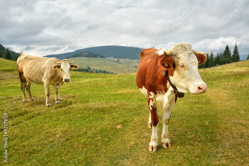 Wallpaper Mural Camp cows grazing in Carpathians Torontodigital.ca