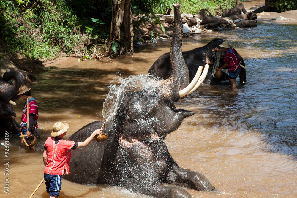Naklejka premium Elephant bathing in the river in sunny day