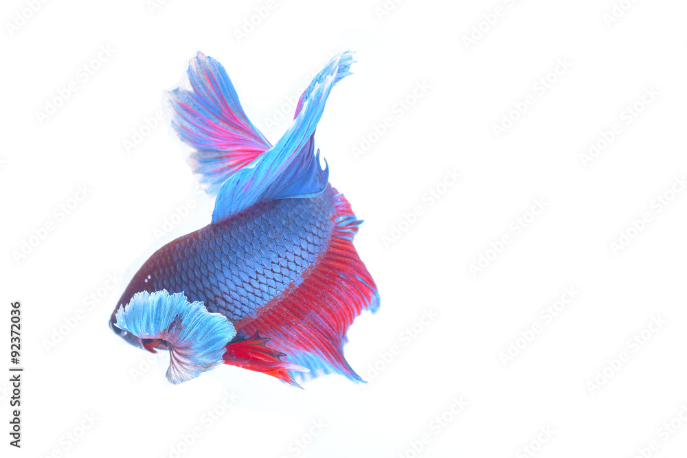 Obraz premium fighting fish