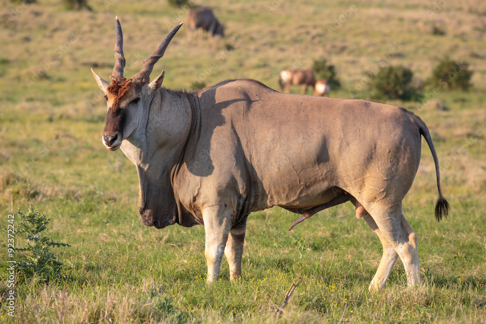 Male Eland Antelope
