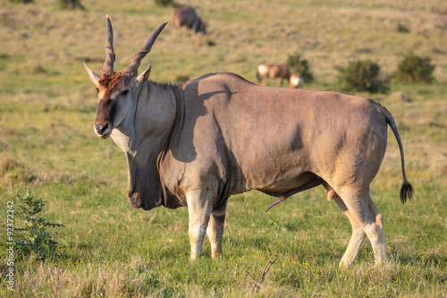 Male Eland Antelope