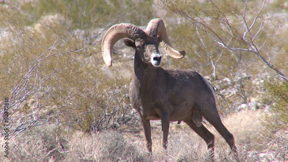 Big Horn Sheep Ram