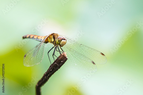 Dragonfly on the stem, a beautiful winged insect, close-up, macro photography of insects, nature in the increase. Wildlife lakes and meadows.