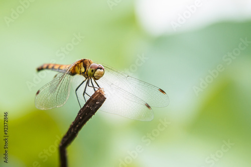 Dragonfly on the stem, a beautiful winged insect, close-up, macro photography of insects, nature in the increase. Wildlife lakes.