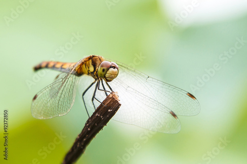 Dragonfly on the stem, a beautiful winged insect, close-up, macro photography of insects, nature in the increase. © maestrovideo