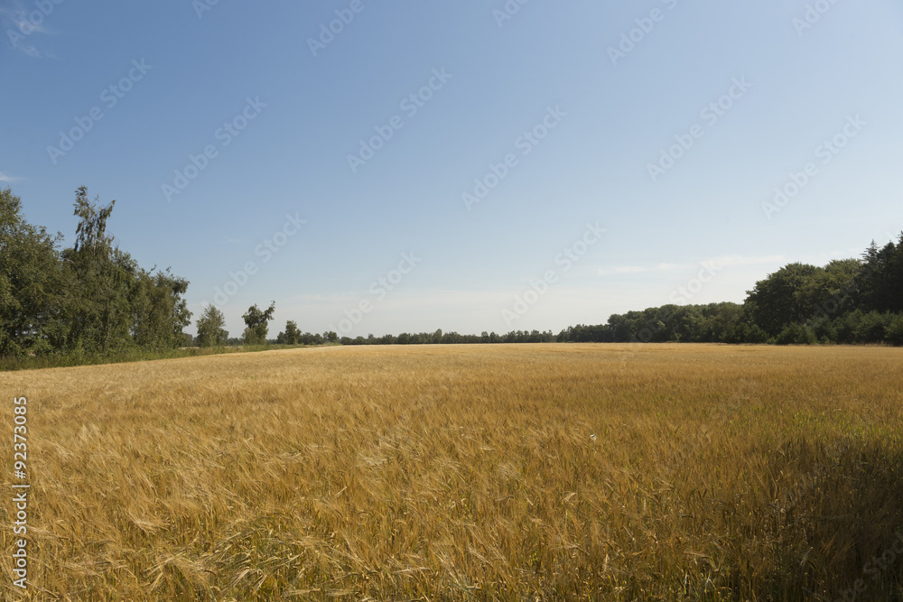 Gerstenfeld am Mittag