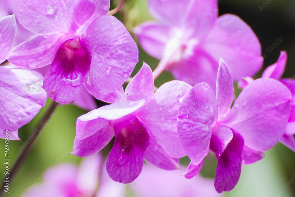 Obraz premium Orchids flower