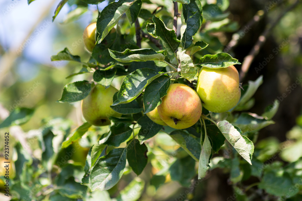 Äpfel hängen am Baum Äpfel hängen am Baum