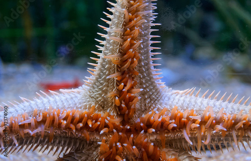 Huge starfish crawling on glass of the aquarium photo