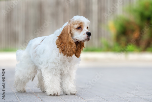 white and red american cocker spaniel dog standing outdoors