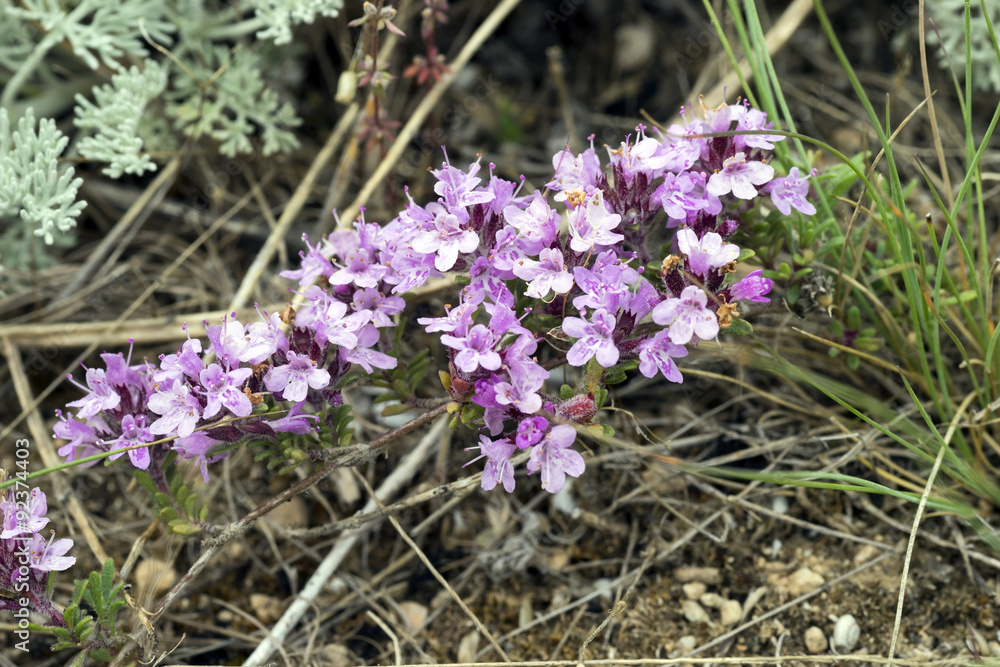 Purple flowers of thyme Crimean . Purple flowers of thyme Crimean .