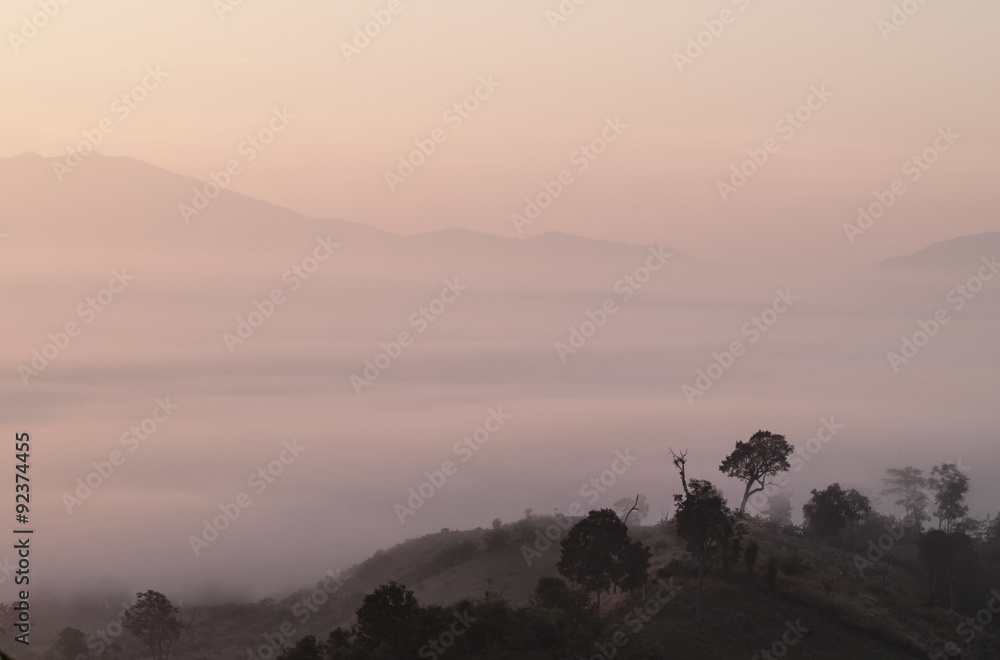 Obraz premium misty forest