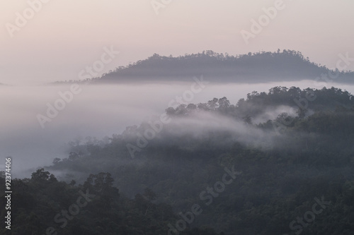 misty forest