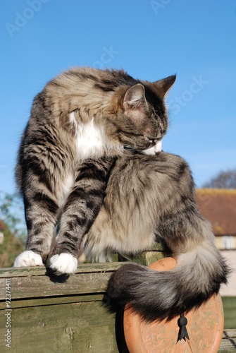 A senior silver tabby cat grooming its fur while sitting on a wooden fence. © newsfocus1