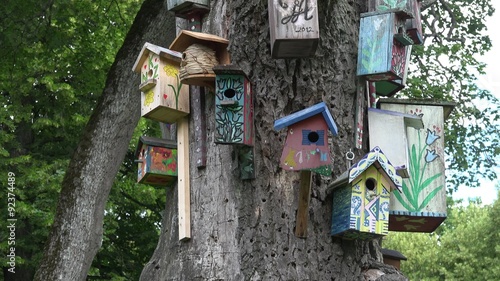 decorated bird nesting boxes houses hang old dead tree trunk in park. Tilt down shot. 4K
