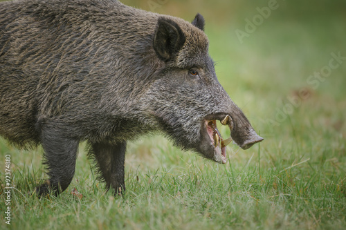 Male wild boar foraging in green meadow