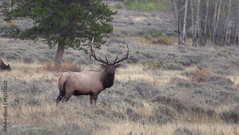 Rutting Elk Rutting Elk