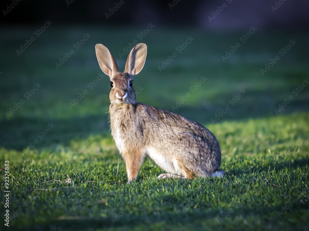 Fototapeta premium wild rabbit on a green grass