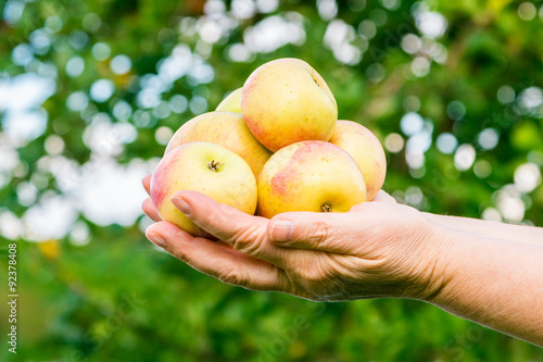 A Handful Of Apples photo