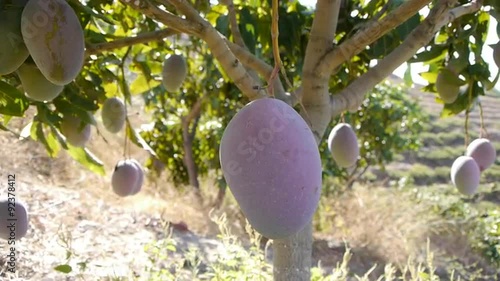  mangoes on the tree with camera dolly movement in Almuñécar, Andalusia.  photo