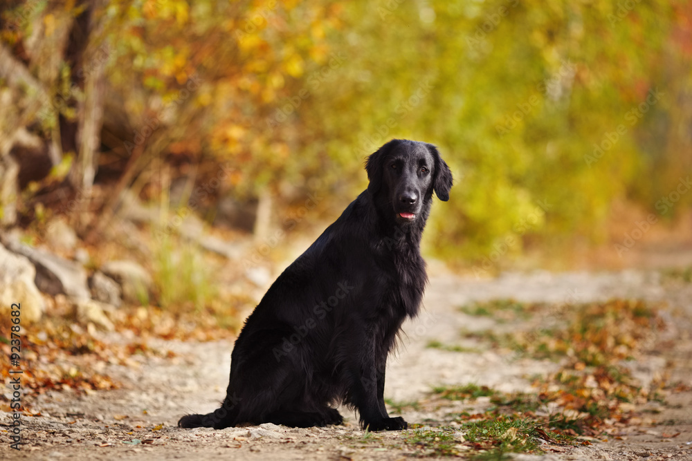 Retriever sitting on the background of autumn leaves