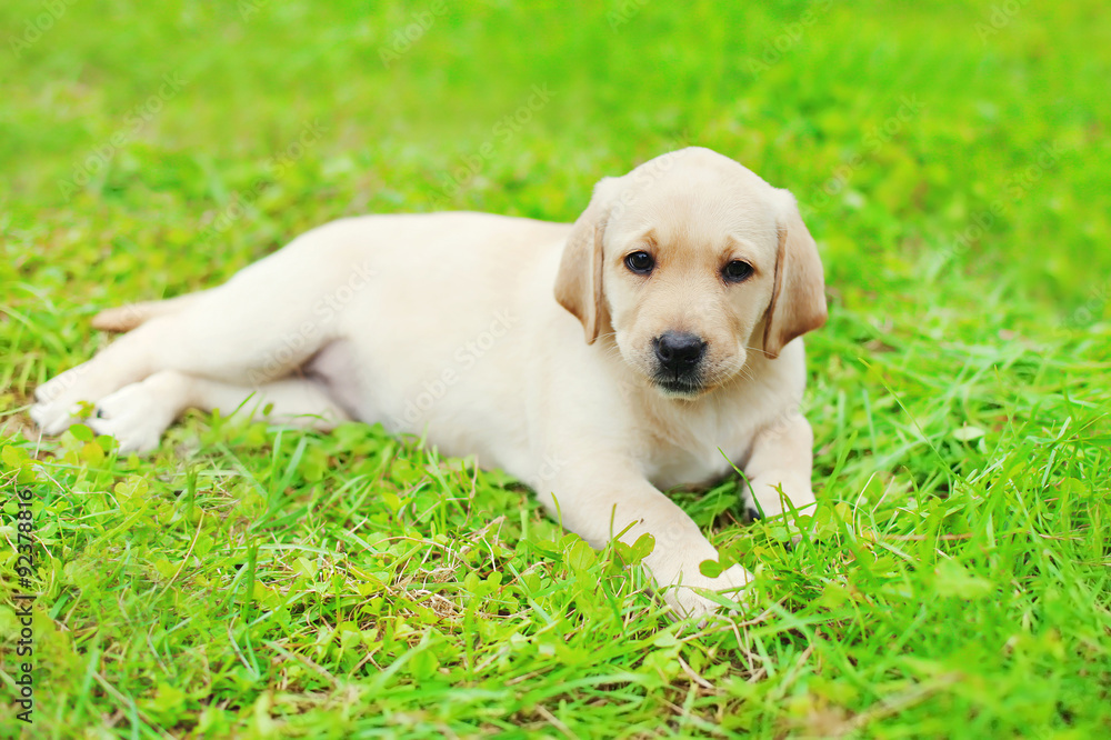 Cute dog puppy Labrador Retriever lying resting on grass