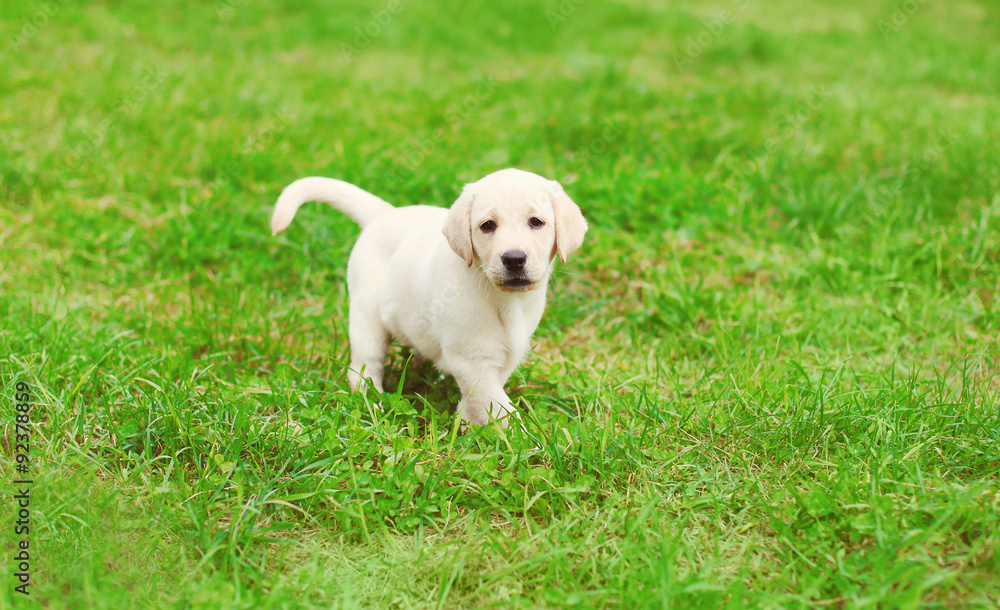 Cute dog puppy Labrador Retriever running on grass Cute dog puppy Labrador Retriever running on grass