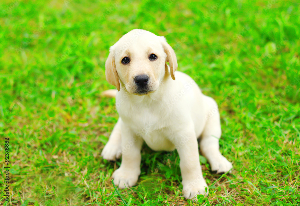 Cute dog puppy Labrador Retriever sitting on grass Cute dog puppy Labrador Retriever sitting on grass