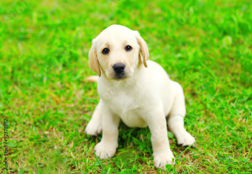 Cute dog puppy Labrador Retriever sitting on grass