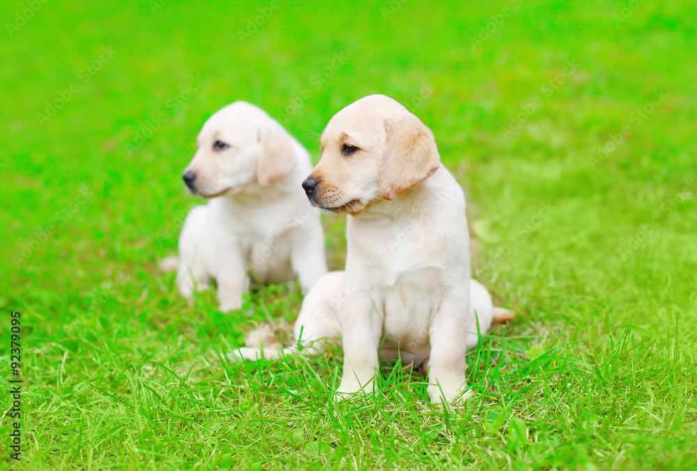 Cute two puppies dogs Labrador Retriever outdoors on the grass