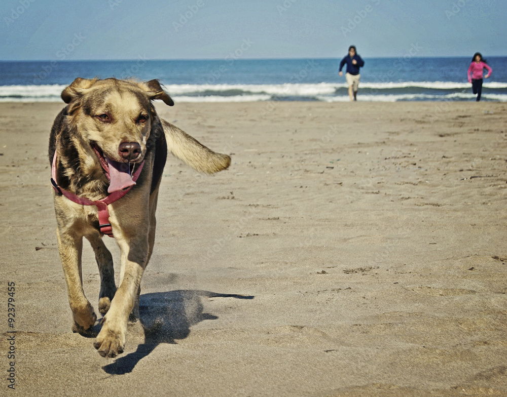 Dog running in the beach. My dog running and playing with the family in a beach of Mar del Plata, Argentina Dog running in the beach. My dog running and playing with the family in a beach of Mar del Plata, Argentina