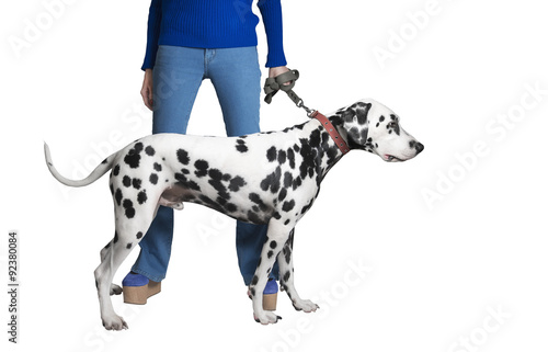 The girl in blue jeans shows a Dalmatian dog