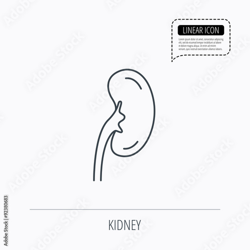Kidney icon. Transplantation organ sign.