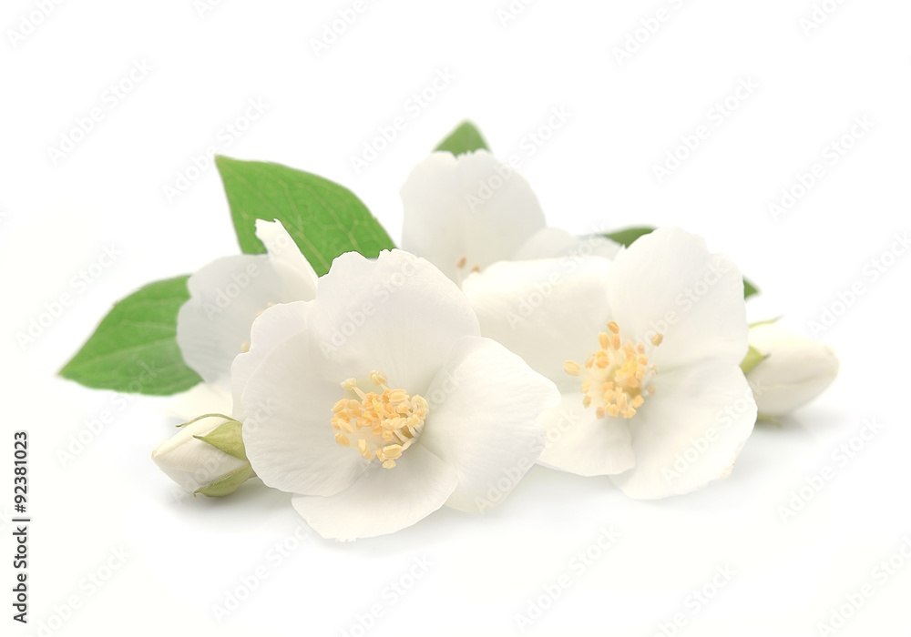 Jasmin flowers Jasmin flowers