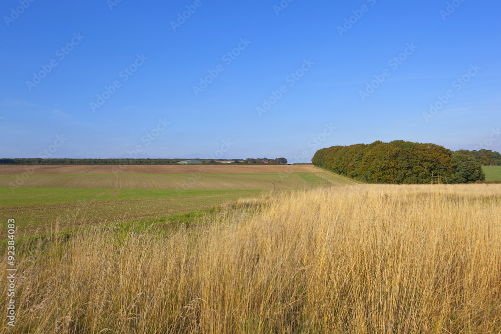 dry grass and small woodland in autumn