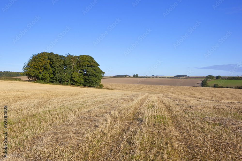 small copse and wheat field