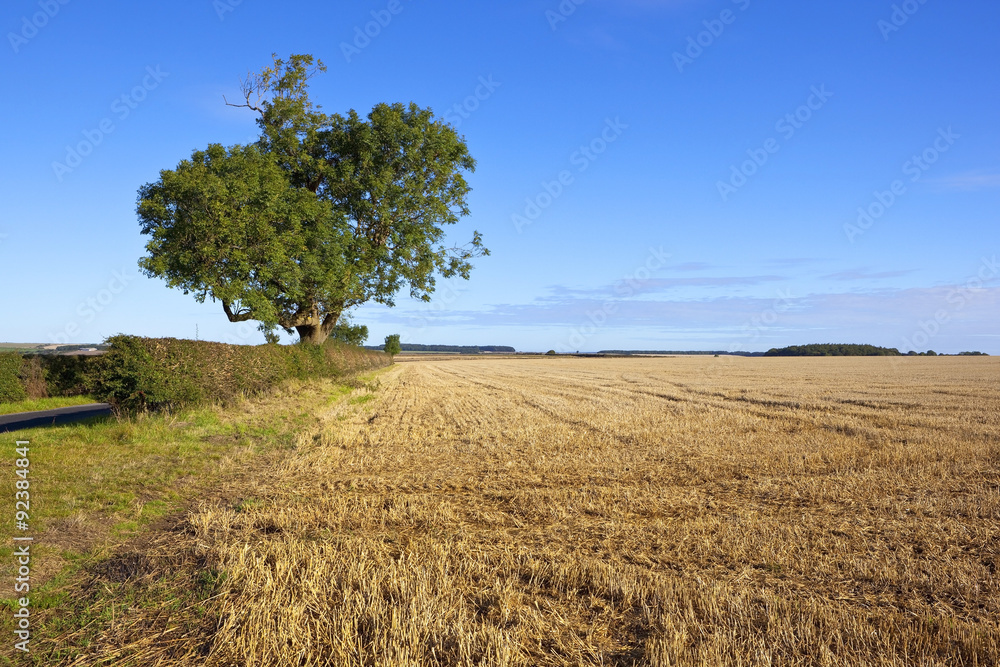 old ash tree and wheat field