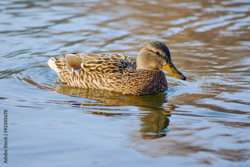 A female mallard duck floating on the pond. A female mallard duck floating on the pond.