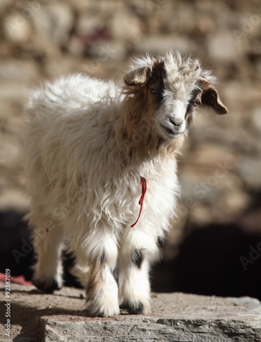 Pashmina goatling in the Himalayas - Ladakh 