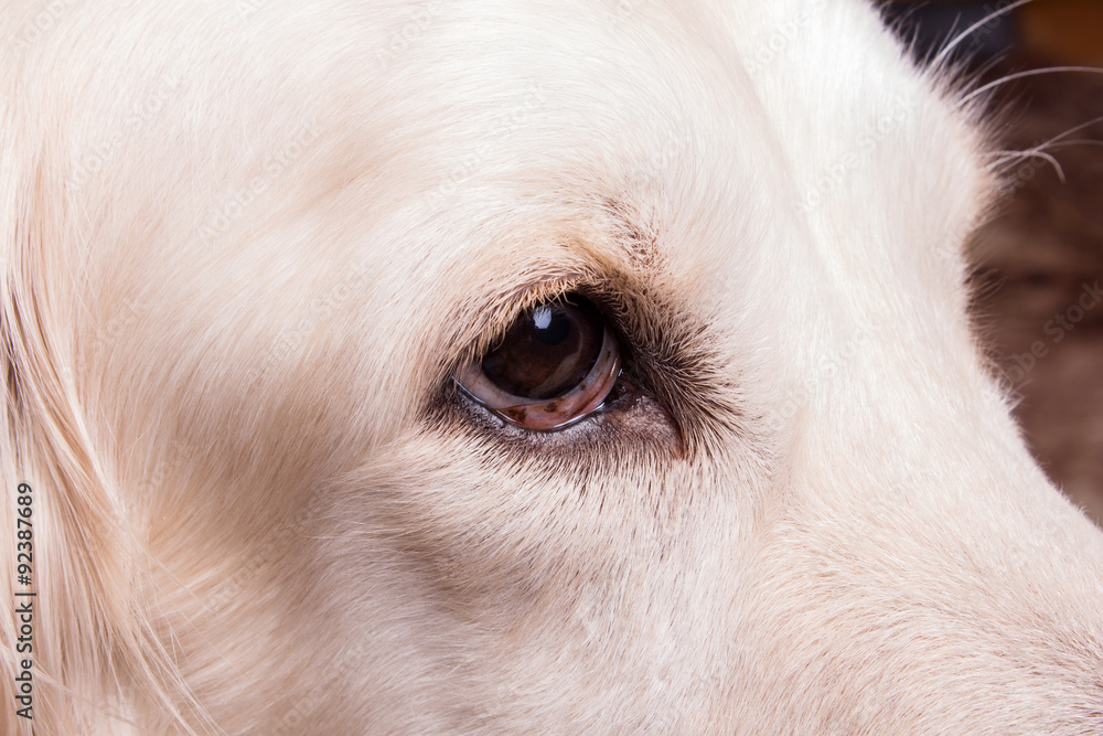 Labrador retriever Labrador retriever