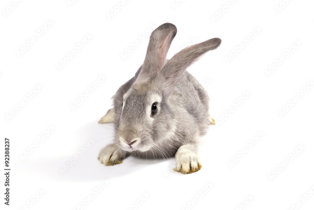 Obraz premium Grey rabbit