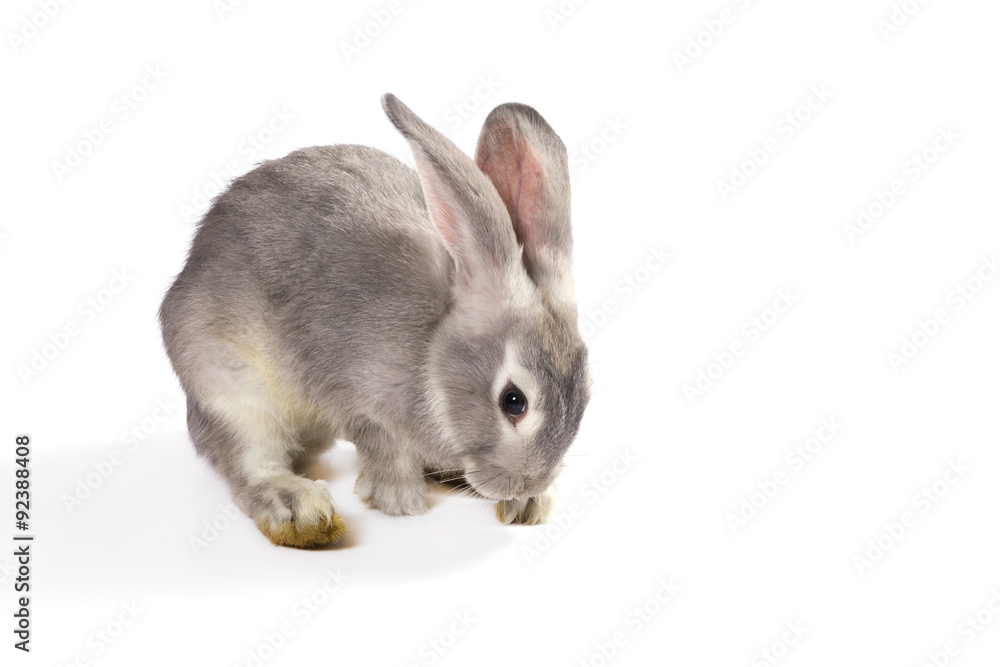 Obraz premium Grey rabbit