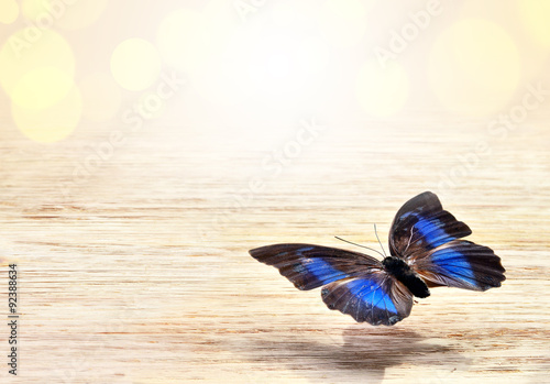 Butterfly prepona laerte on the wooden background photo